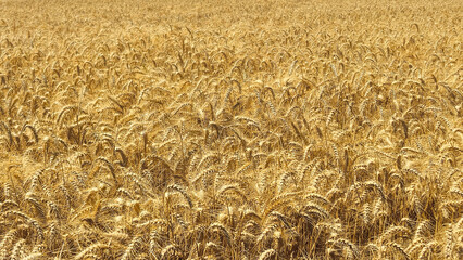 Golden Cereal field with ears of rye, Agriculture farm and farming concept