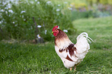 Beautiful rooster in garden