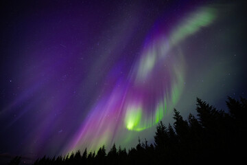 Auroras Boreales en Islandia brillando verde, morado y rosa con una linea de arboles