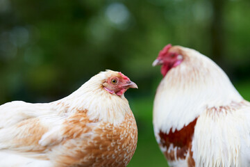 Portrait of young chicken and rooster 