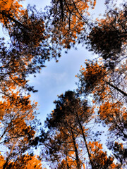 Golden Canopy: Autumn Skies Through Pine Trees