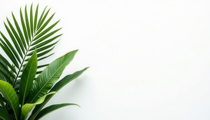 green leaves background