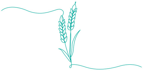 Ears of wheat one line drawing on white isolated background, monochrome illustration of a wheat ear isolated on white. continuous line, One continuous line. Spikelet of wheat. Spikelet of a cereal