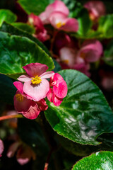 Begonia x semperflorens-cultorum pertenece a la familia Begoniaceae.