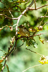 Pájaro en un parque de San Sebastián, España.