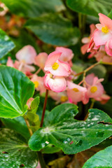 Begonia x semperflorens-cultorum pertenece a la familia Begoniaceae.