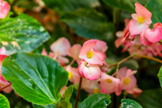 Begonia x semperflorens-cultorum pertenece a la familia Begoniaceae.