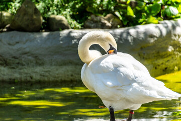 Obraz premium Cygnus olor pertenece a la familia Anatidae.