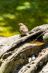 Pájaro en un parque de San Sebastián, España.
