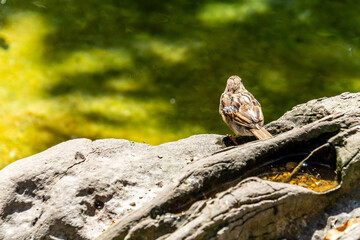Pájaro en un parque de San Sebastián, España.
