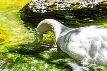 Fototapeta premium Cygnus olor pertenece a la familia Anatidae.