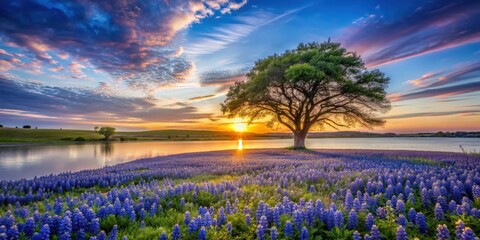 Beautiful Texas spring sunset over a lake with blooming bluebonnet wildflower field and a lonely tree silhouette, Texas, spring