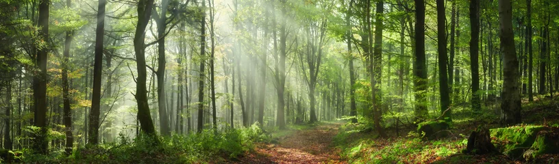 Fotobehang Slaapkamer Enchanting rays of sunlight in a green forest. A mix of sunshine and light fog create a magical atmosphere in this panoramic nature shot.  © Smileus
