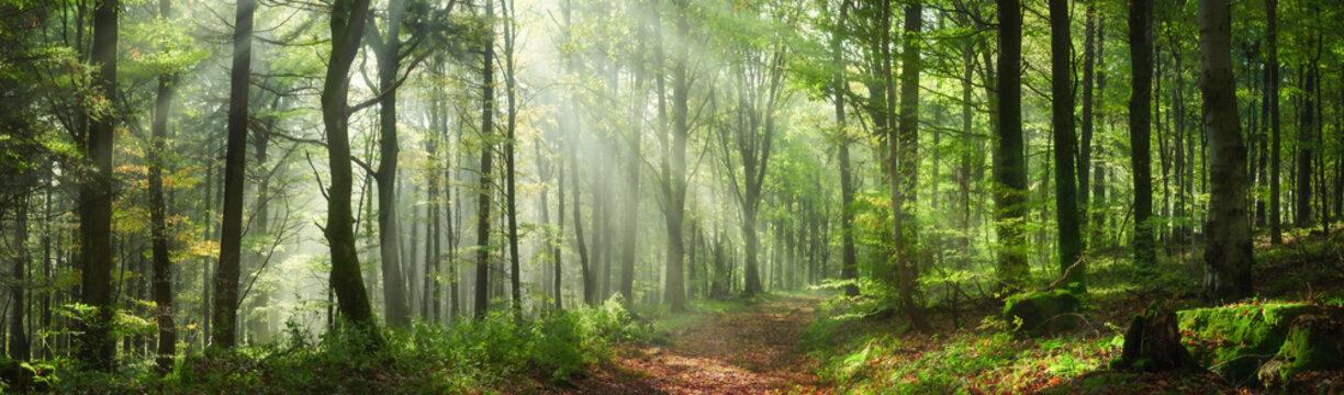 Fototapeta Enchanting rays of sunlight in a green forest. A mix of sunshine and light fog create a magical atmosphere in this panoramic nature shot.