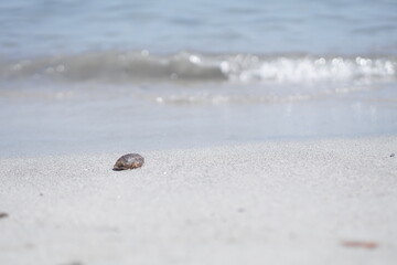 hermit crab on beach
