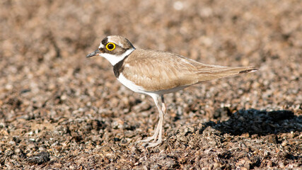 yellow billed hornbill