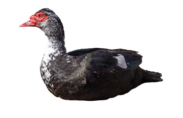 Black and white duck with a red beak png. A duck with a red beak is standing sideways on a transparent background