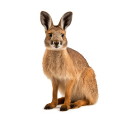 Obraz premium patagonian mara