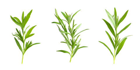Naklejka premium Three sprigs of fresh tarragon isolated transparent background