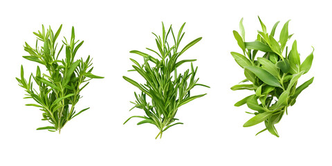 Fototapeta premium Fresh rosemary sage and tarragon sprigs isolated transparent background