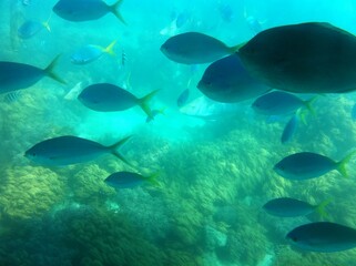 school of fish