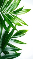 Green Palm Leaves on White Background Illustration