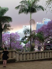 Jacaranda trees in the city