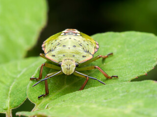 bug on a leaf