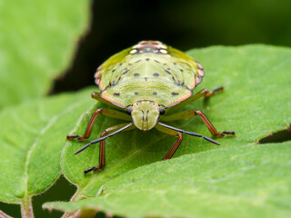 green shield bug