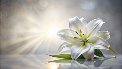 Condolence card with lilly flower for loving memory , condolence, card, lilly flower, loving memory, sympathy, bereavement