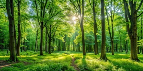 Fototapeta premium Lush green forest panorama in summer , forest, trees, nature, landscape, green, foliage, scenic, summer, tranquility, peaceful