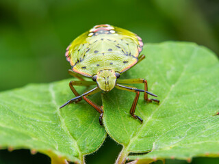 bug on a green leaf