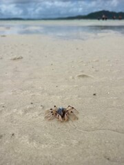 Whitsunday Crab
