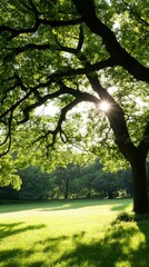 Serene green park with sunbeams shining through large tree branches in a peaceful nature setting. Ideal for tranquil outdoor scenes.