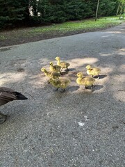 Ducks