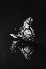 portrait studio photograph of butterfly black and white