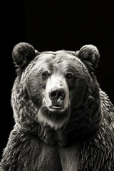 Obraz premium portrait studio photograph of brown bear black and white