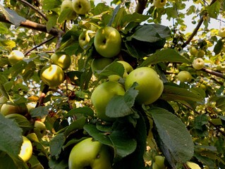Green apples on a tree branch. Apples were born abundantly in the garden. Texture of green apples on a tree. Garden autumn backgrounds with fruits.
