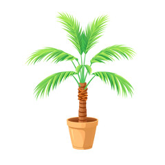 Obraz premium Green palm tree in a terracotta pot,Isolated palm tree on white background,Lush tropical houseplant