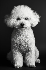 portrait studio photograph of bichon frise black and white