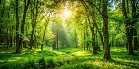Obraz premium Lush green forest landscape during summertime, nature, trees, foliage, sunlight, plant life, peaceful, serene, vibrant, lush
