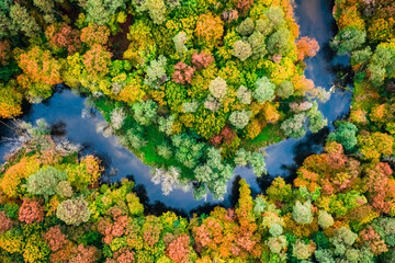 Colorful forest and river in autumn. Aerial view of wildlife.
