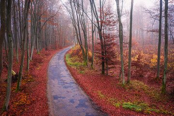 Asphalt road through autumn foggy forest, aerial view