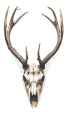 Deer Skull with Antlers Illustration