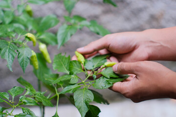 Close up a hand holding on hot pepper growing on a home garden, It is a vegetable that I grow naturally.