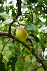 A ripe pear hangs from a tree branch, surrounded by lush green leaves. The soft focus background highlights the fruit’s natural environment, emphasizing its freshness and vibrant color.
