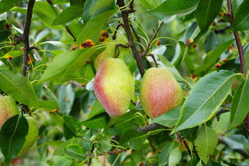 Two ripe pears hang from a branch, surrounded by lush green leaves. The vibrant colors and textures...