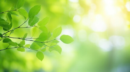 Obraz premium Green leaves and sunlight in a forest