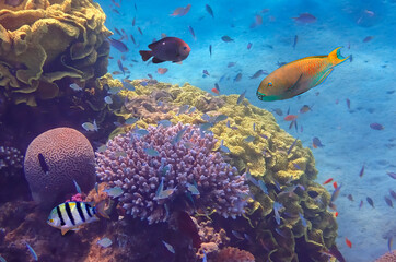 Obraz premium Coral reefs of the Red Sea show great biodiversity of tropical marine species and ecosystems, that still remains mostly untouched by human activities in coastal regions of Sinai peninsula, Middle East