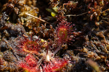 Nahaufnahme von der Pflanze Sonnentau, im schwarzen Moor Rhön